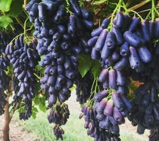 蓝宝石葡萄种植方法及技术,甜蜜蓝宝石葡萄苗什么时候能摘