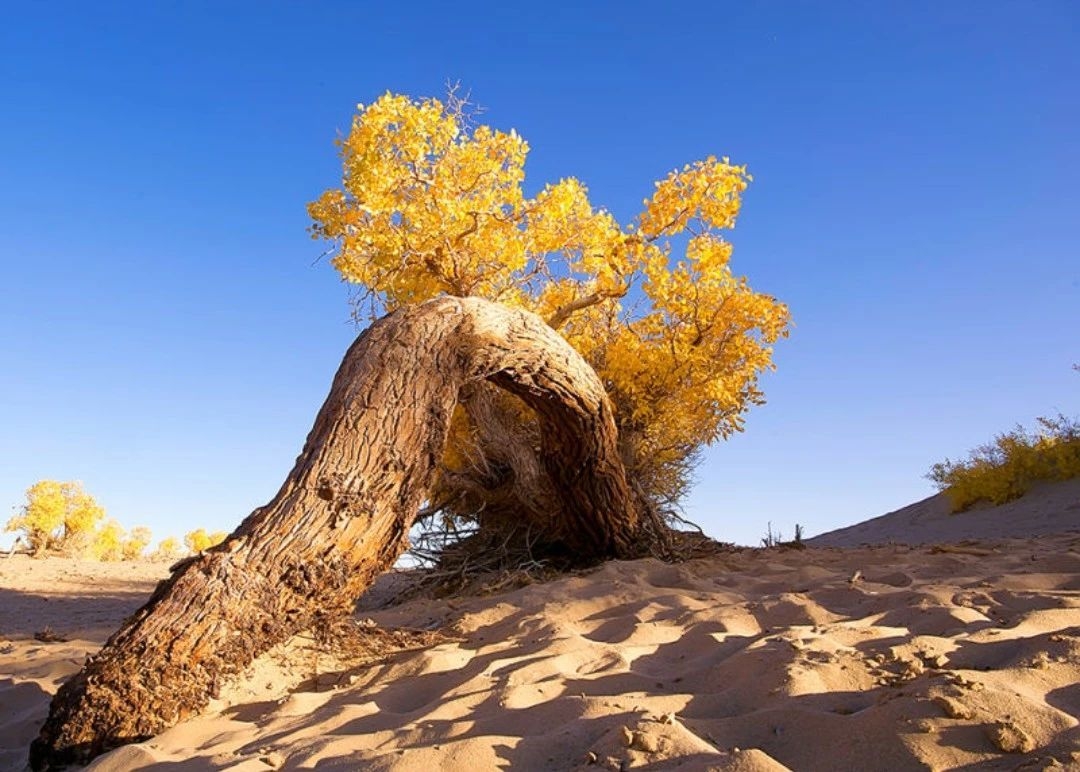 大美青海旅游自驾拼车,大美青海旅行天堂
