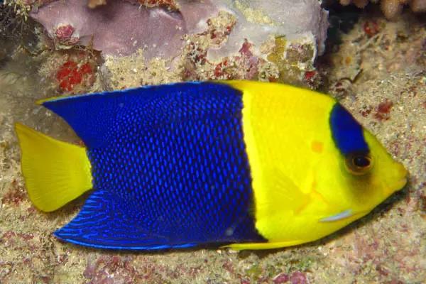 鱼儿打架的视频,鱼儿打架什么情况