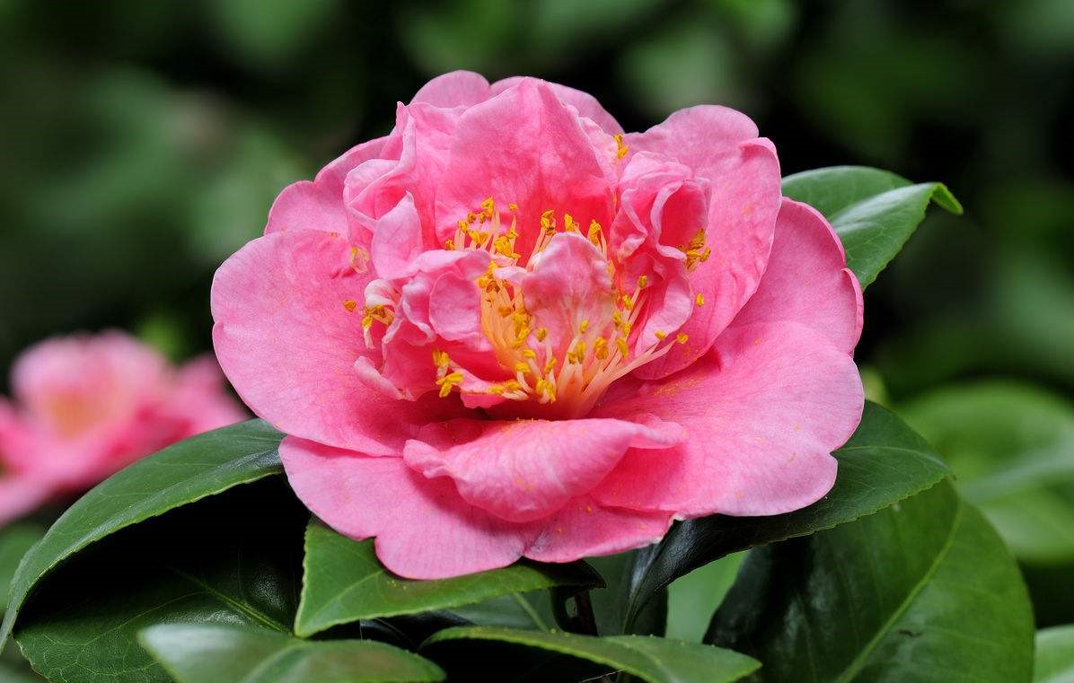 笠翁对韵中的精美词句,笠翁对韵的国学心得