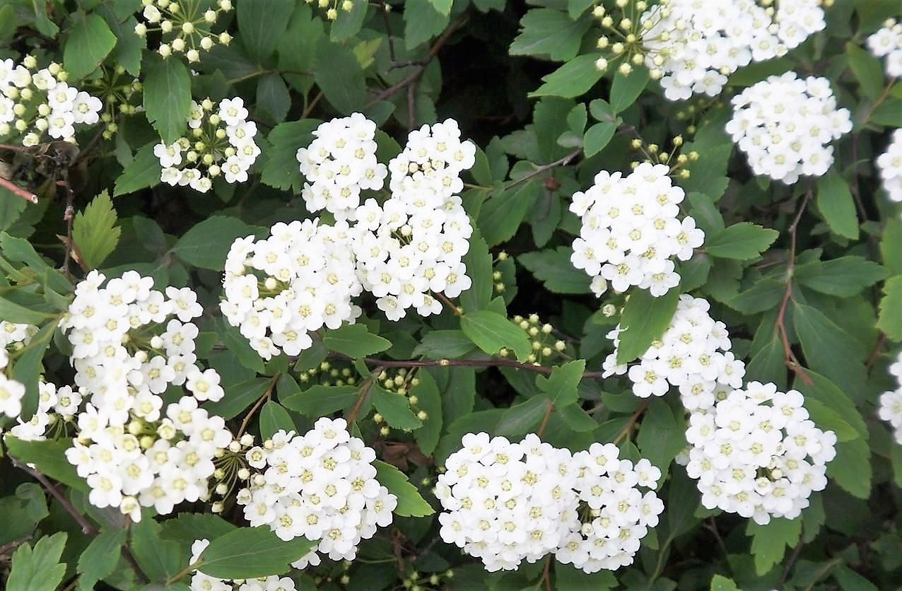 笠翁对韵中的精美词句,笠翁对韵的国学心得