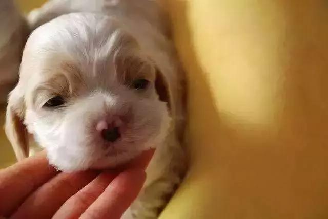 泰迪狗咳嗽怎么办？「科瑞卡科普」