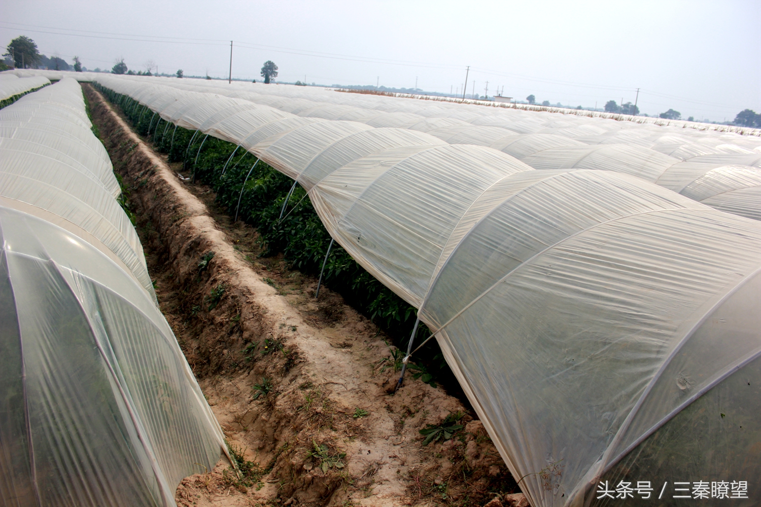 小产业引领大发展——陕西蒲城县龙池镇平头村高会学发展辣椒产业带领村民脱贫致富事迹