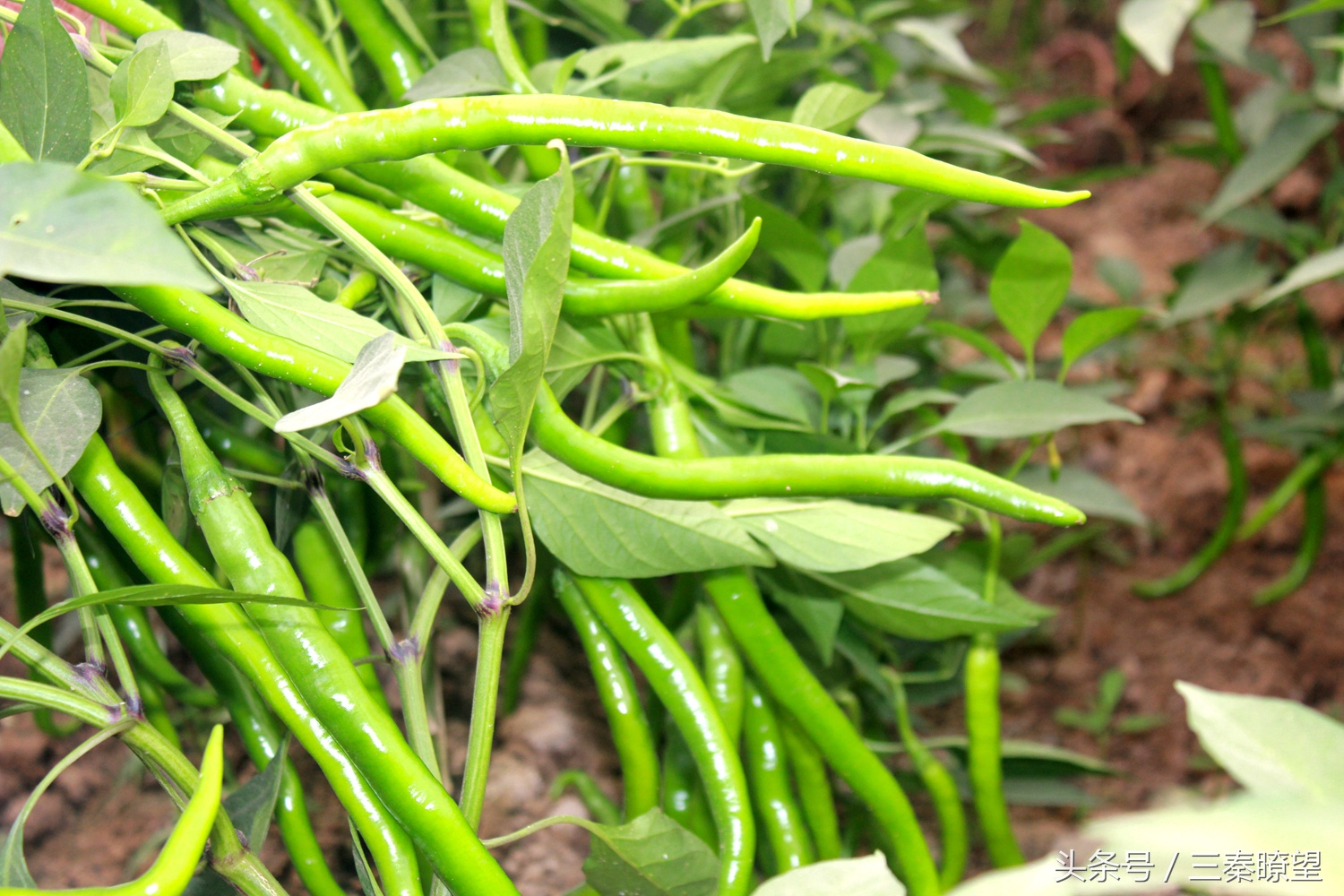 小产业引领大发展——陕西蒲城县龙池镇平头村高会学发展辣椒产业带领村民脱贫致富事迹