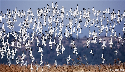 鸟儿叫背上小书包,鸟儿问我为什么背着书包