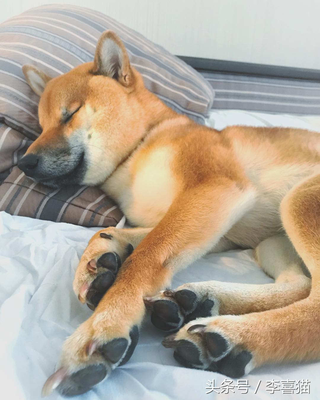 狗狗做梦很厉害,狗狗睡觉时怎样看出它在做梦