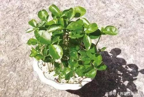 吃完柚子别扔籽,柚子的种子怎么种成盆栽