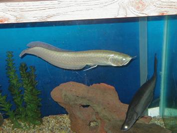 无需打氧的观赏鱼龙鱼,和龙鱼差不多的观赏鱼