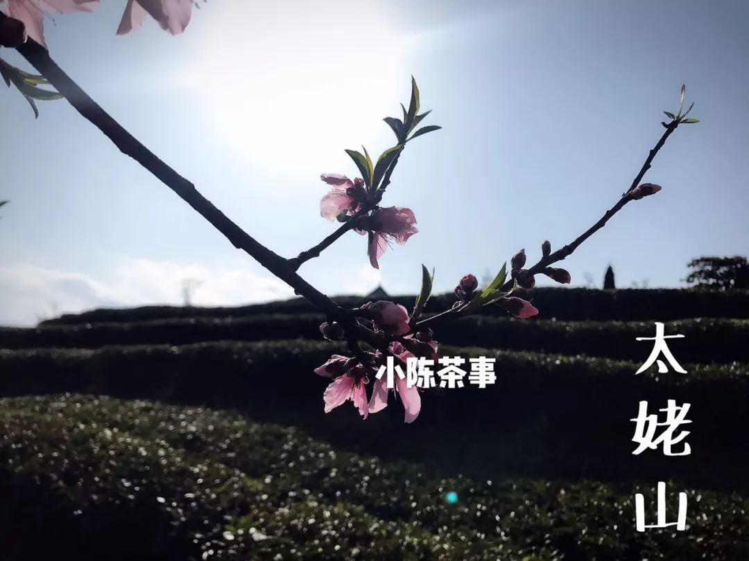 在淘宝上买茶还是在实体店买茶 (为什么不想在网上买茶)