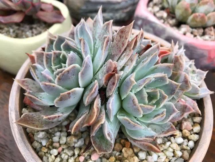 大家平时养多肉比较喜欢哪个系列,四年的养殖生涯