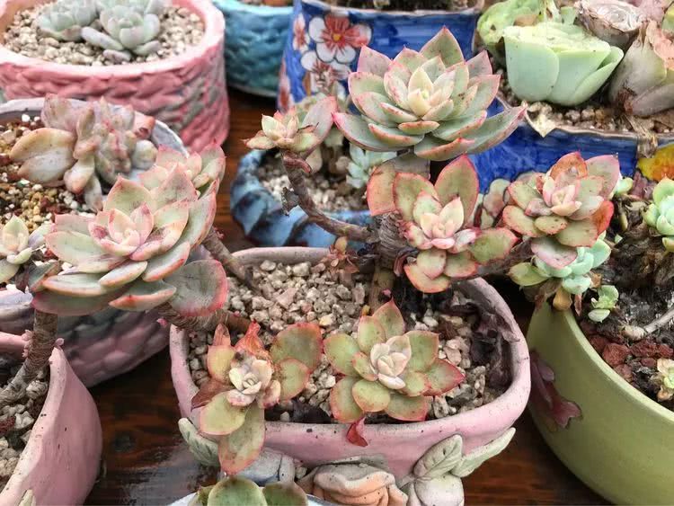 大家平时养多肉比较喜欢哪个系列,四年的养殖生涯