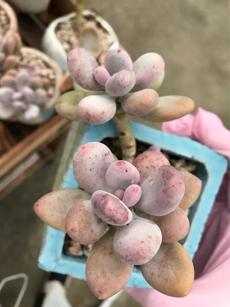 大家平时养多肉比较喜欢哪个系列,四年的养殖生涯