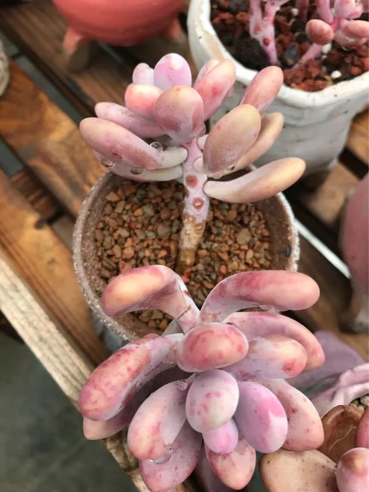 大家平时养多肉比较喜欢哪个系列,四年的养殖生涯