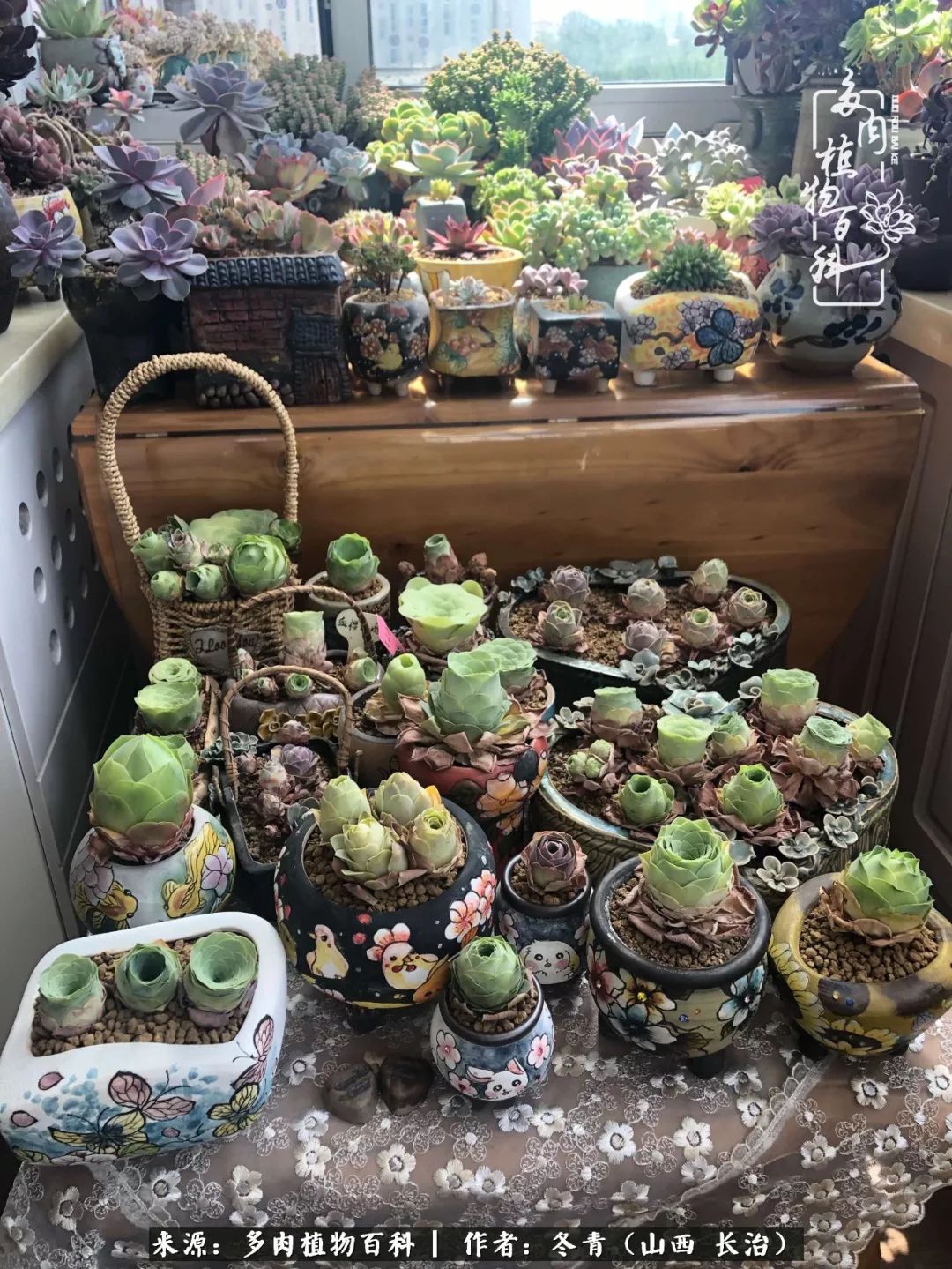 阳台养多肉徒长怎么办,阳台养多肉养殖方法和注意事项