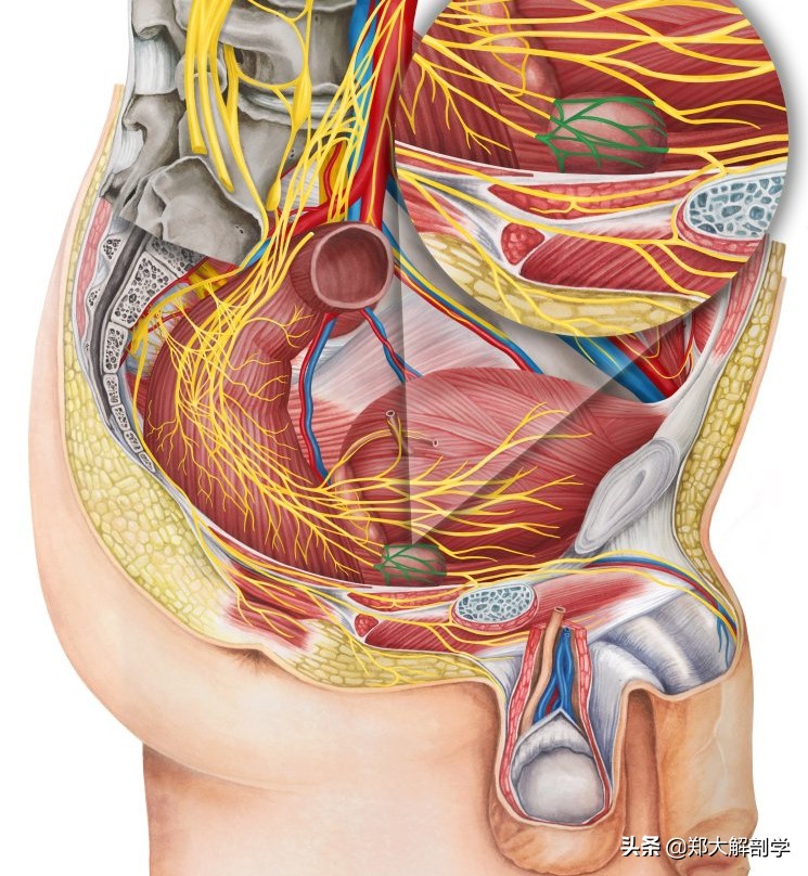 自主神经丛—上腹下丛