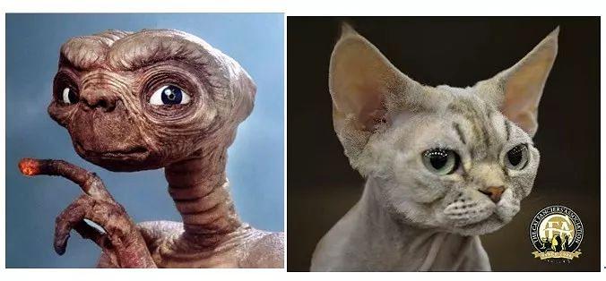 cfa国际名猫展,cfa认可猫的品种