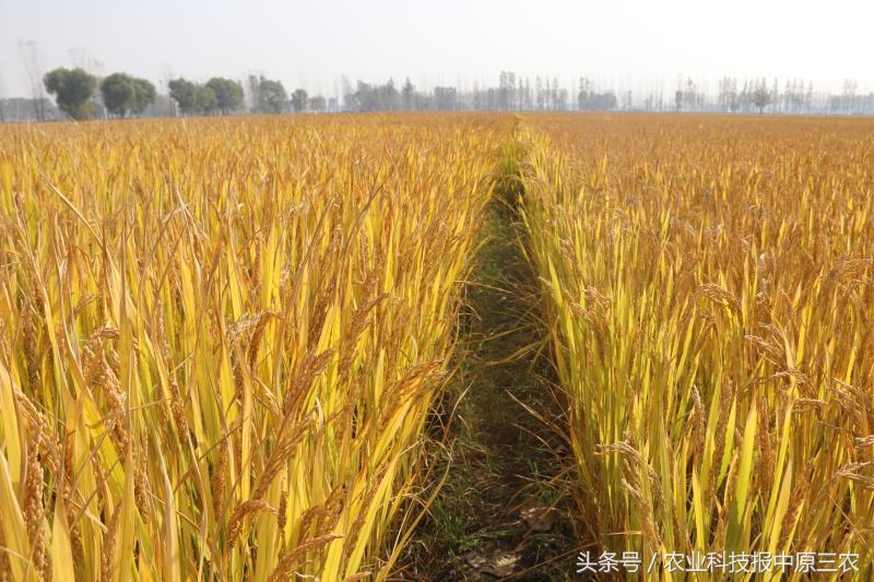 乡村往事回忆,乡村往事完整视频