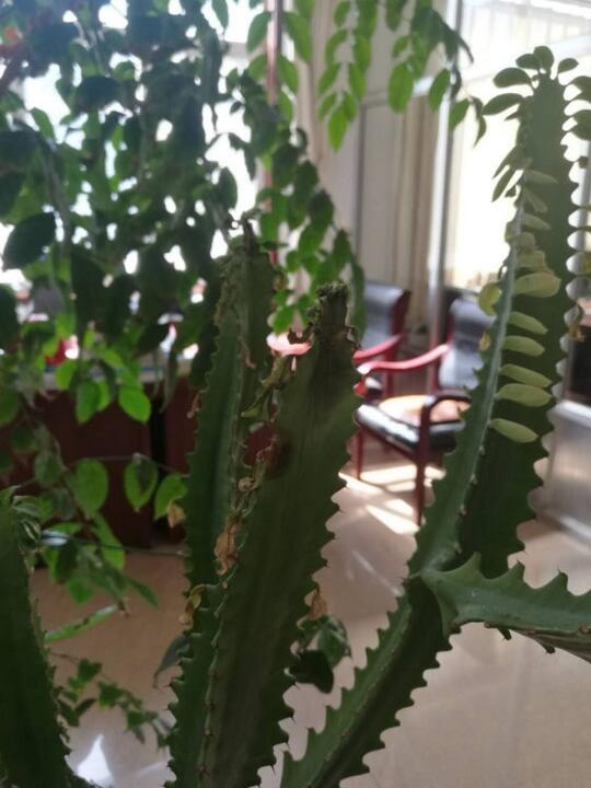 龙骨烂根最简单的处理方法,龙骨烂根可以用香灰消毒吗