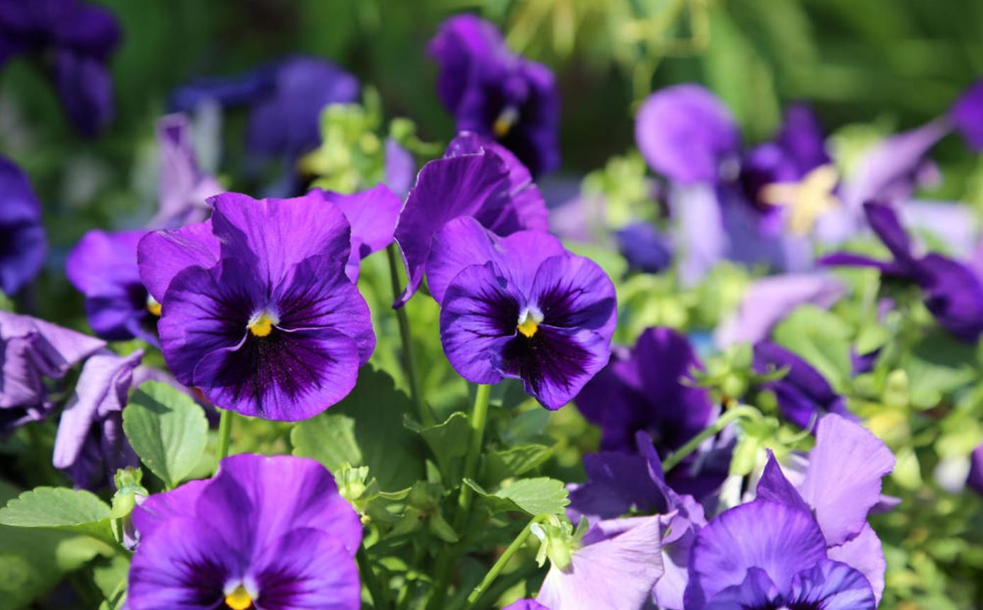花色艳丽的种植方法,紫罗兰开花颜色有几种