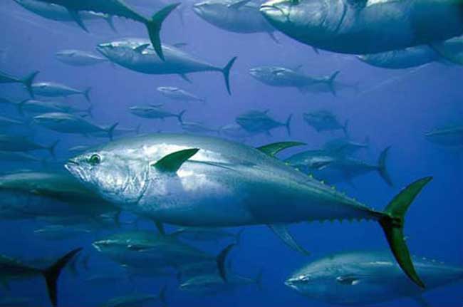 金枪鱼所有品种解说,金枪鱼低温保存小知识