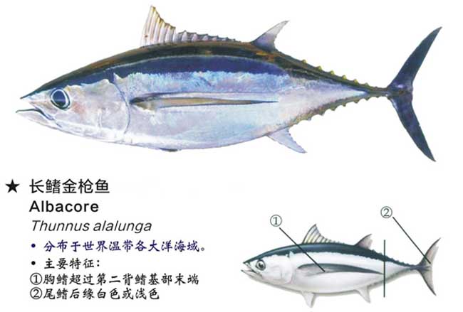 金枪鱼所有品种解说,金枪鱼低温保存小知识