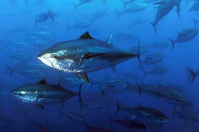 金枪鱼所有品种解说,金枪鱼低温保存小知识