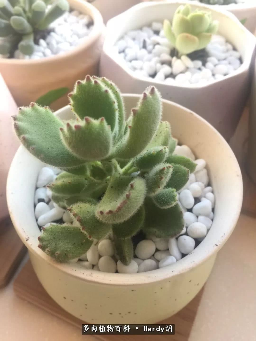 别人家的奶爸,别人家的多肉!一枚窗台*党**的多肉进阶之路!