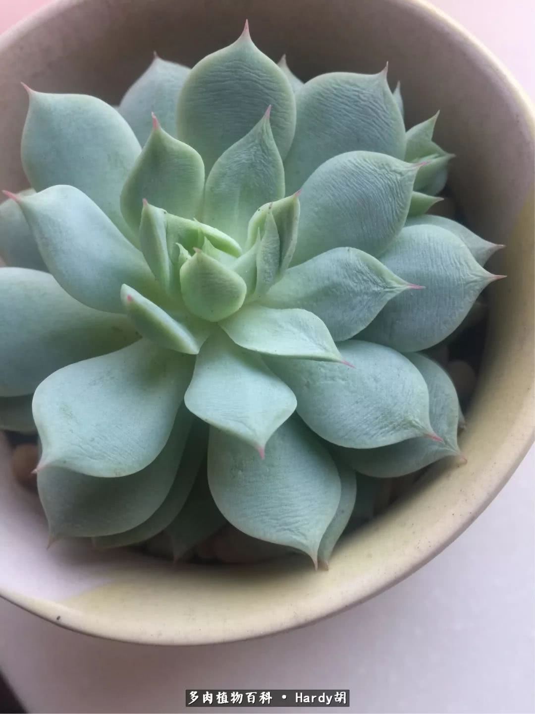 别人家的奶爸,别人家的多肉!一枚窗台*党**的多肉进阶之路!