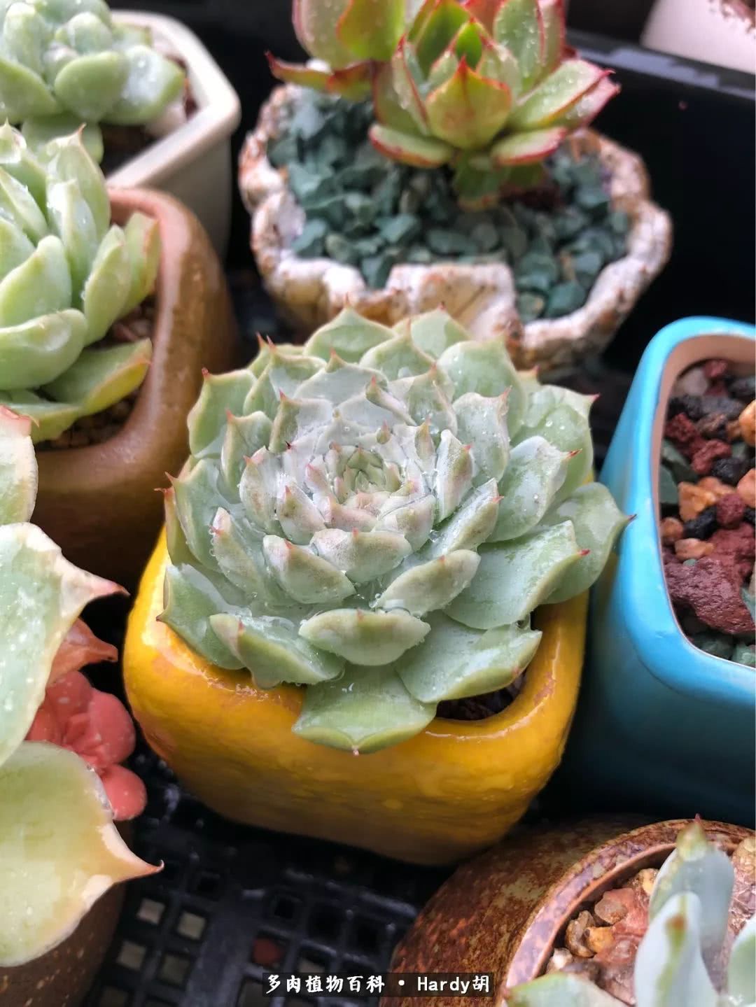 别人家的奶爸,别人家的多肉!一枚窗台*党**的多肉进阶之路!