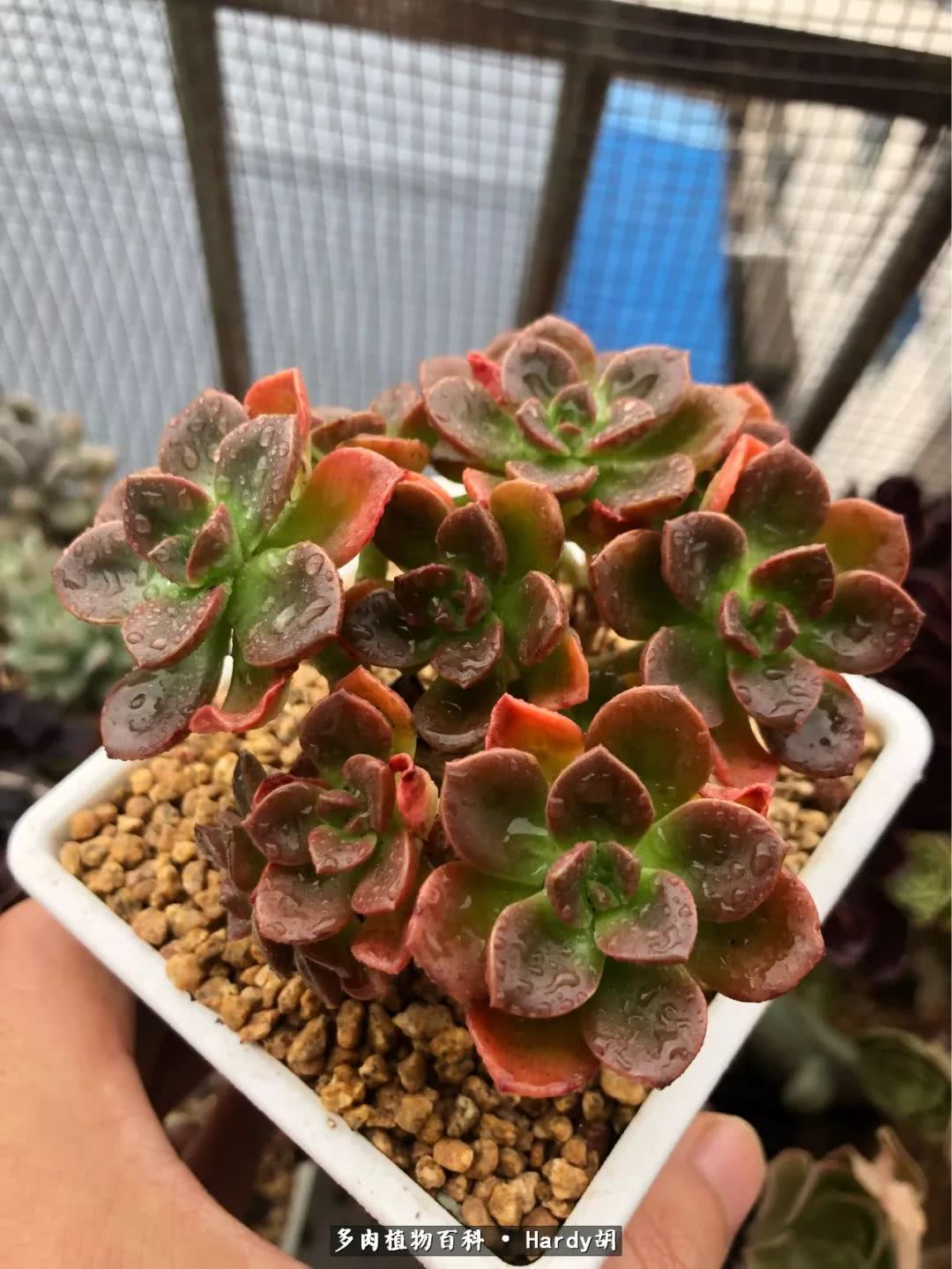 别人家的奶爸,别人家的多肉!一枚窗台*党**的多肉进阶之路!