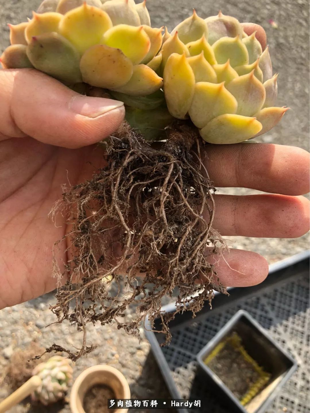 别人家的奶爸,别人家的多肉!一枚窗台*党**的多肉进阶之路!