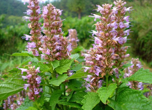 种植价值高的香料植物,农村十大香料根茎植物