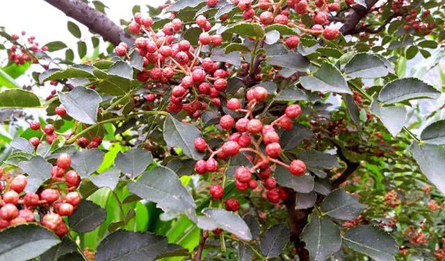 农村这种植物有香料之王,小时候农村常见可食用植物