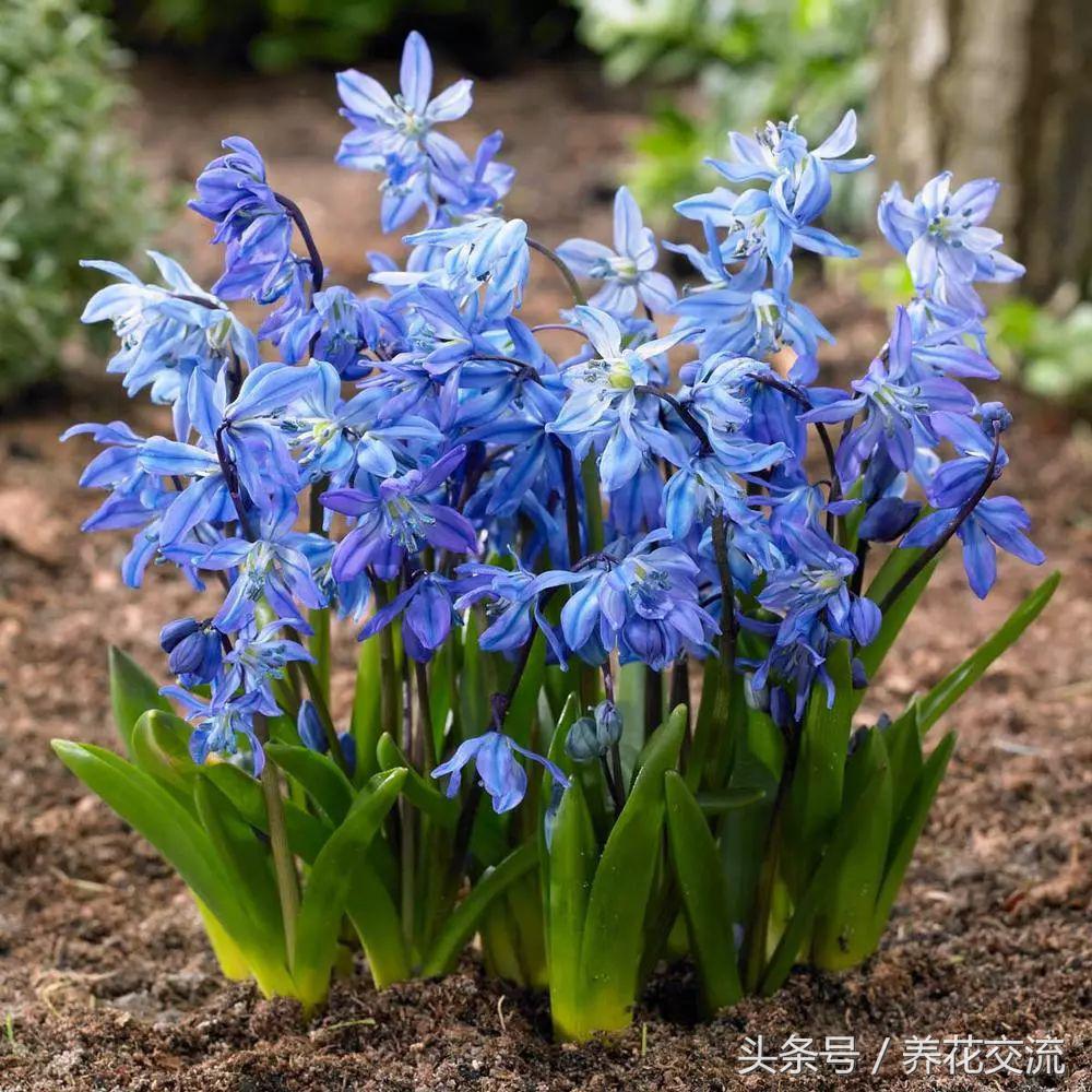 零下40度的西伯利亚有多冷,西班牙蓝铃花耐寒吗