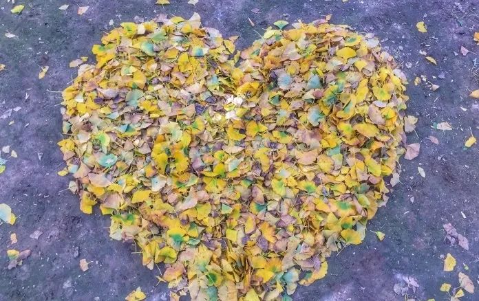 去一些风景美的地方,又到了欣赏银杏的季节治愈系风景