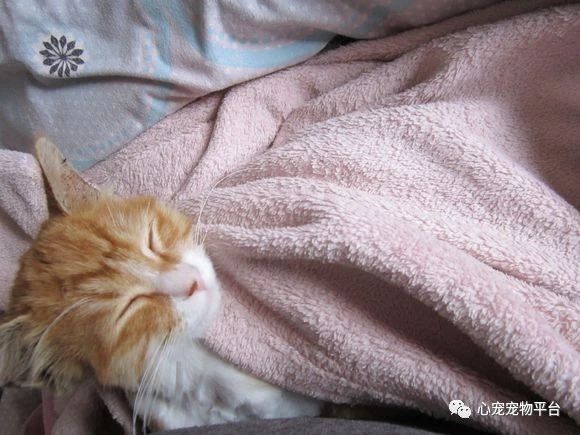 我与猫的小说,我与猫奴