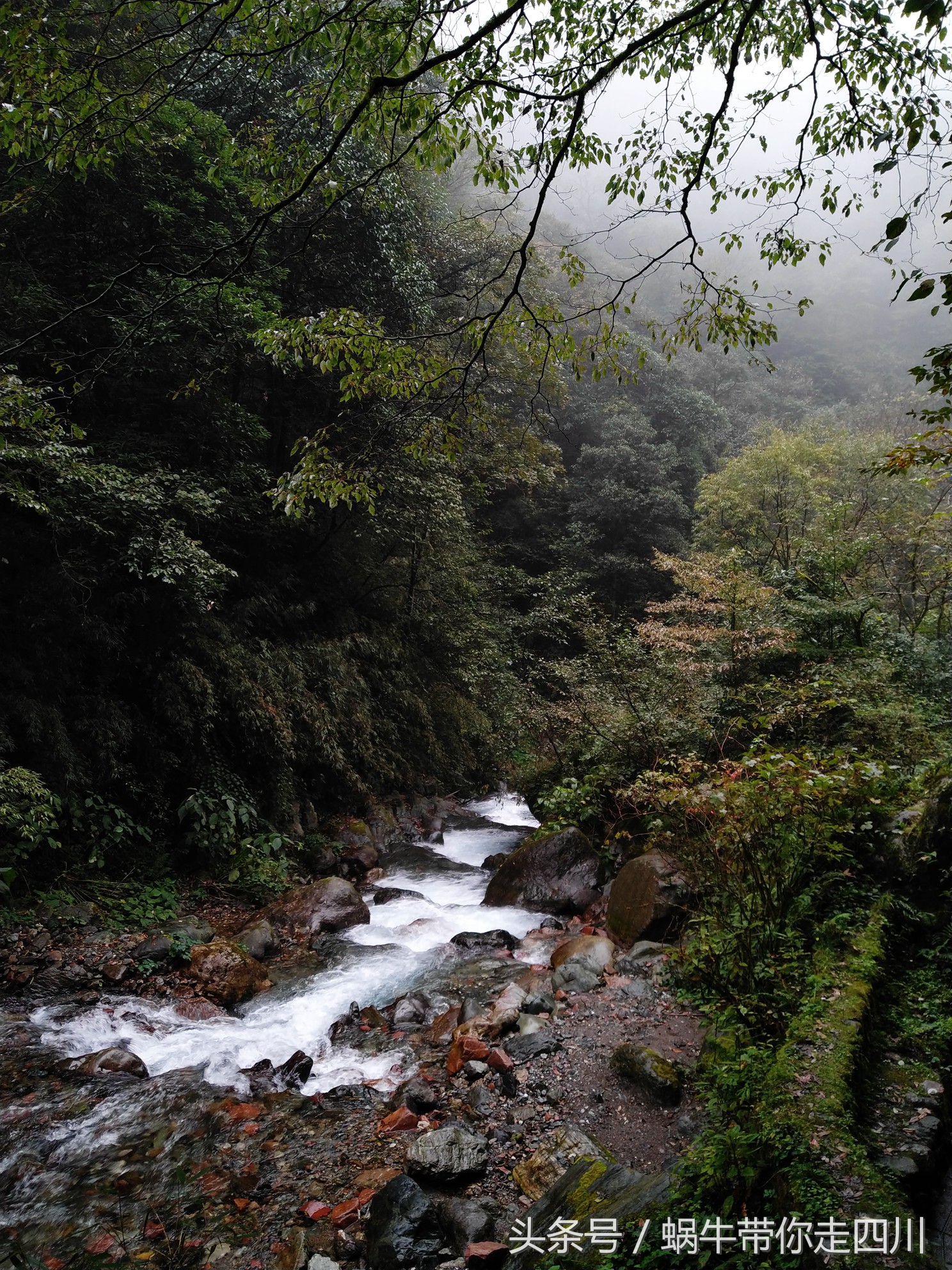 成都西岭雪山玩一天大概多少钱,成都西岭雪山旅游一日游报团
