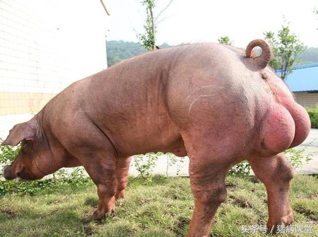 母猪怀孕早期诊断,母猪早期妊娠诊断的方法有哪些