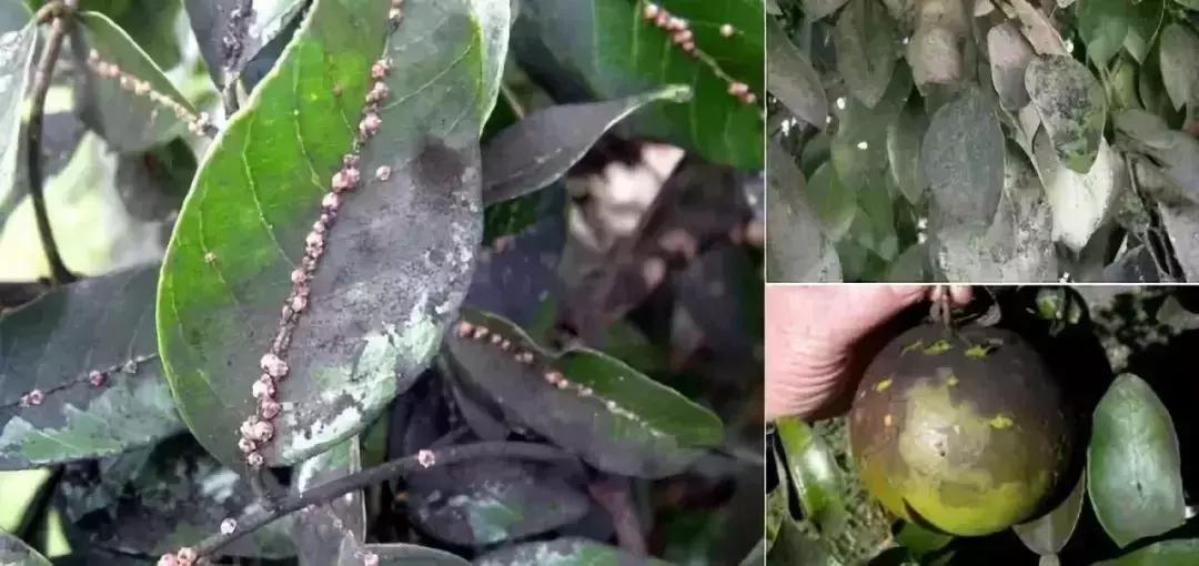 柑橘的病害图片大全及防治,柑橘的病害图谱及防治措施