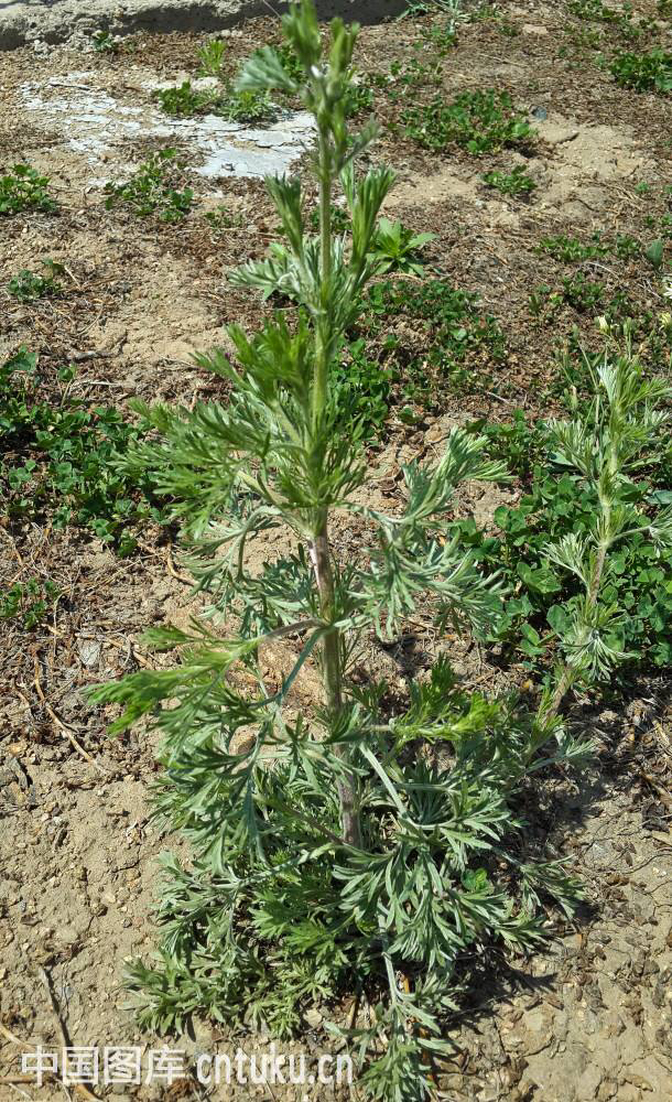 中药材茵陈蒿作用,中药材茵陈蒿能和陈皮一起喝吗