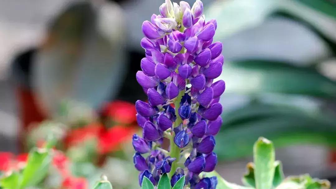 50种鲜切花花语大全，一定有你不知道的，赶紧收藏吧！