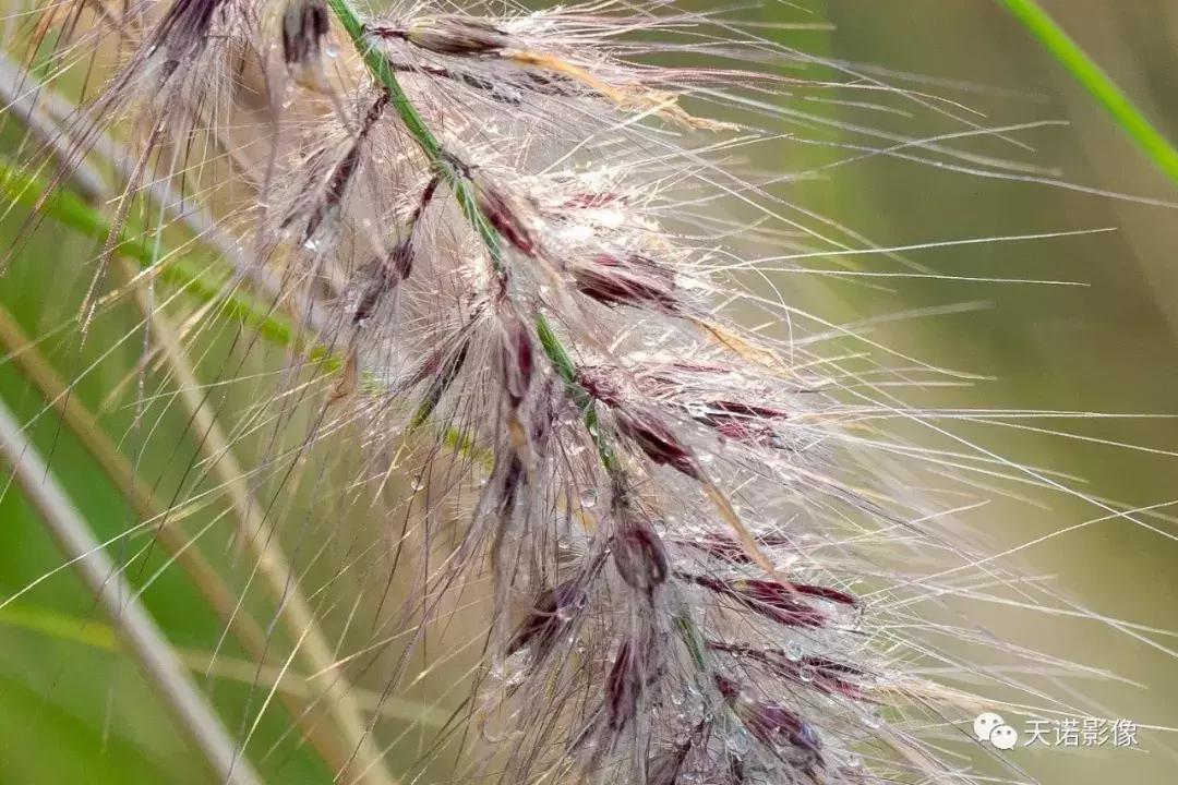 徕卡90280长焦镜头,徕卡sl902