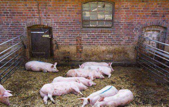 猪吃食少瘦怎么回事,猪不爱吃食怎样增加猪的采食量