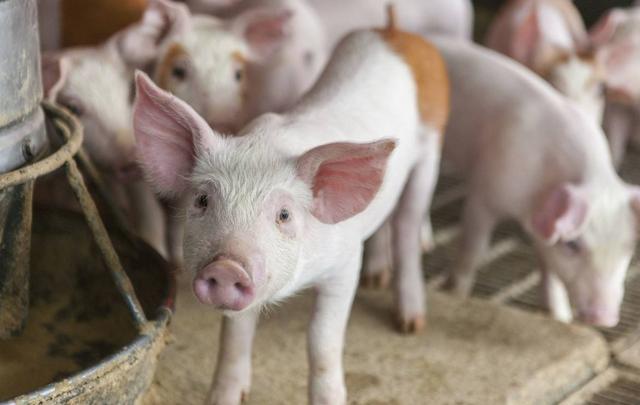 猪吃食少瘦怎么回事,猪不爱吃食怎样增加猪的采食量