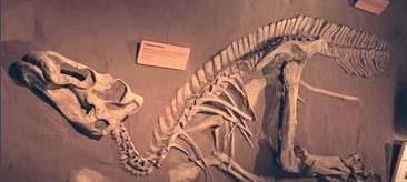 恐龙确实遍布世界各地由何而来,肉食性恐龙一般生活在哪个时代