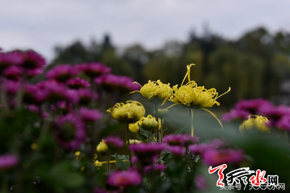 天水麦积菊展,金秋菊展日记