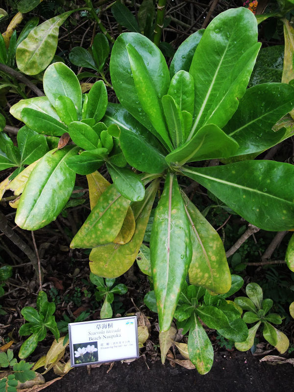 穷驴旅游,港囧游香港