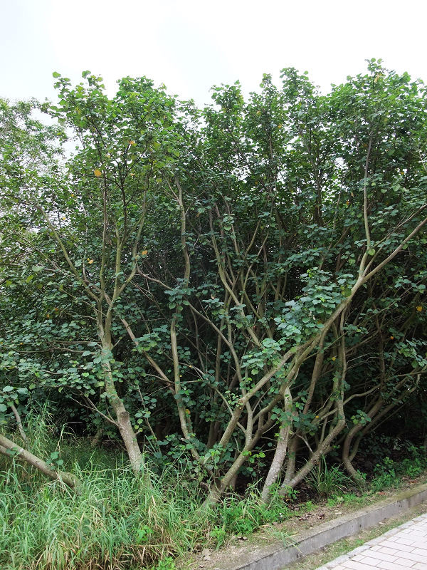 穷驴500块囧囧游香港（详细攻略带图）