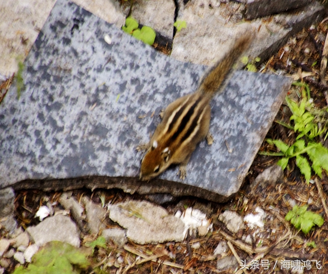 天南地北看松鼠还是太白松鼠美