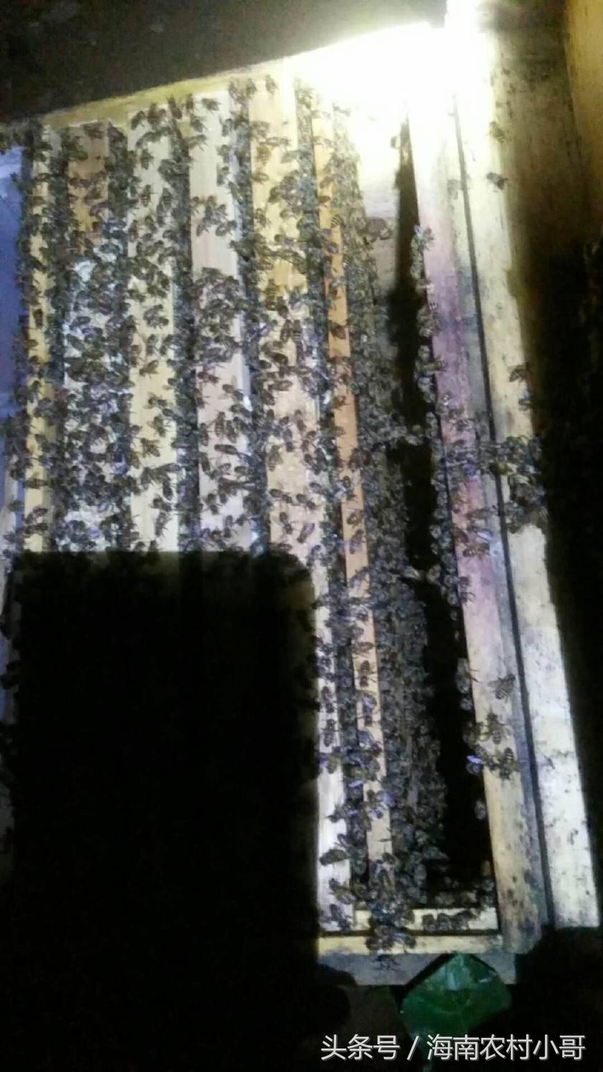 蜂群失王后工蜂产卵怎么办,蜜蜂失王后工蜂开始产卵怎样好